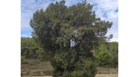 Imagen Sabina Filada Jorge: un árbol admirado y respetado por generaciones