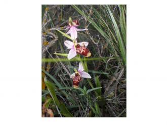 Imagen Flora y Fauna